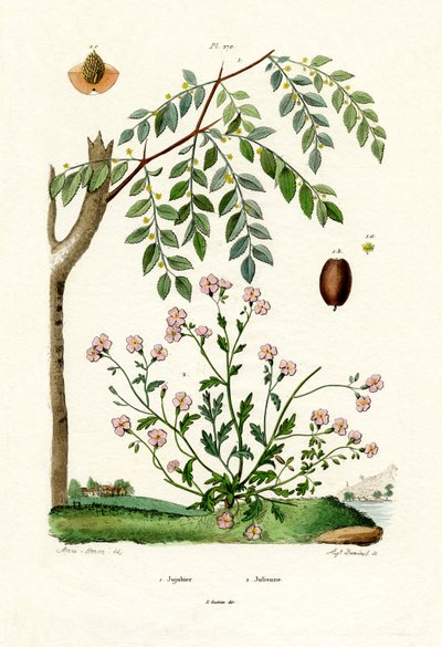 Jujube by French School